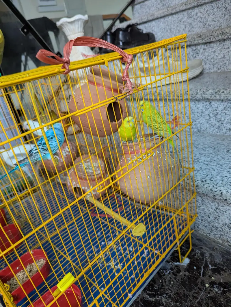 2 Budgie pair  and 2 lovebirds pair — photo 3