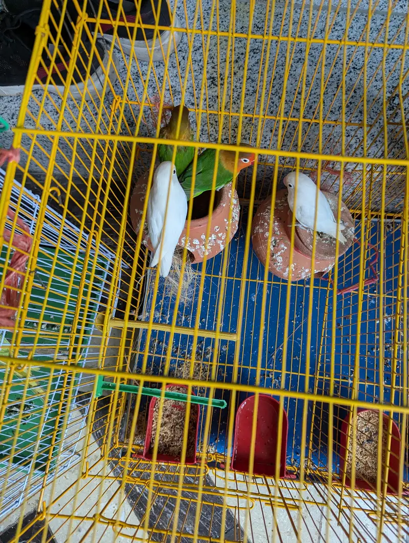 2 Budgie pair  and 2 lovebirds pair — photo 4
