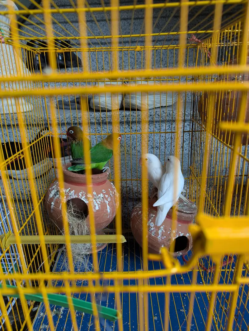 2 Budgie pair  and 2 lovebirds pair — photo 5