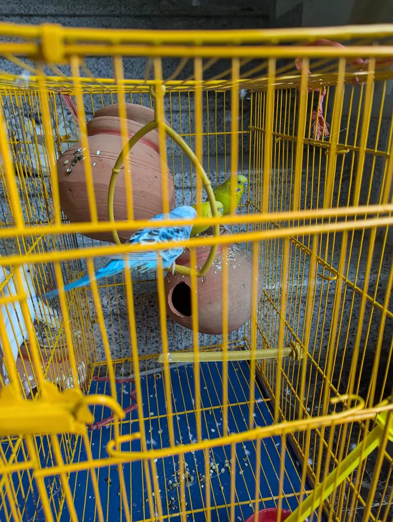 2 Budgie pair  and 2 lovebirds pair — photo 6