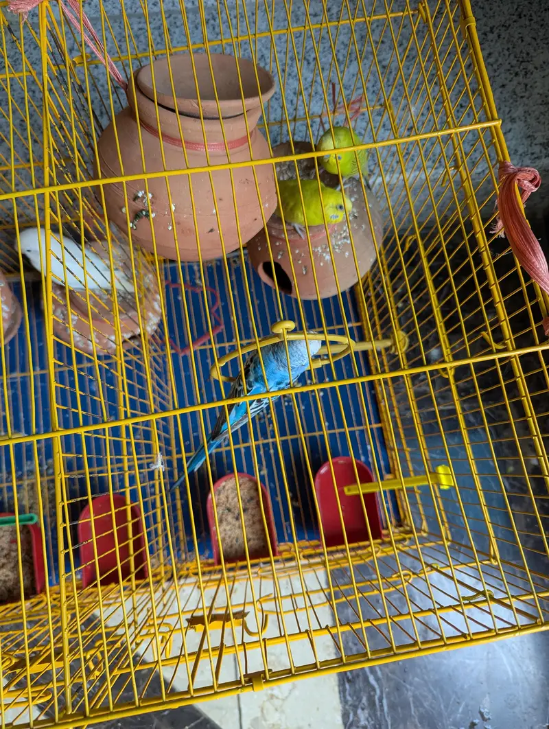 2 Budgie pair  and 2 lovebirds pair — photo 7