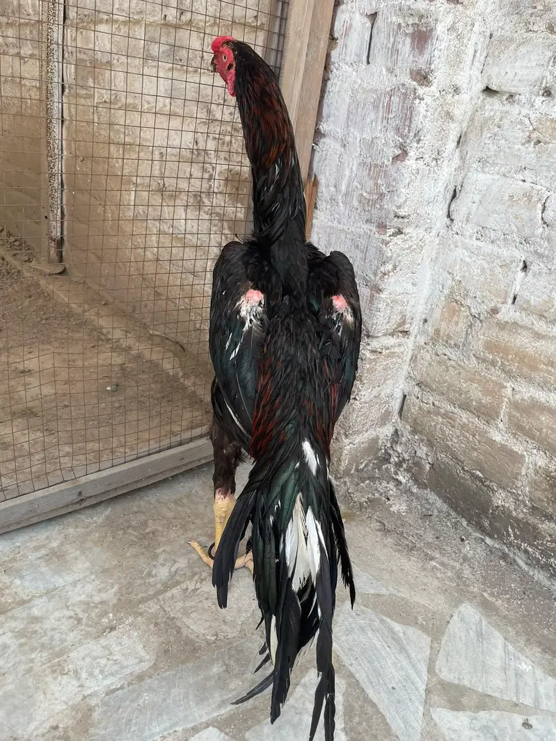 indian parrot beak patha — photo 7