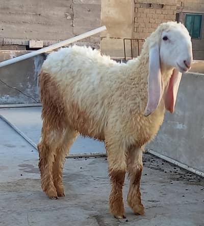 sheep