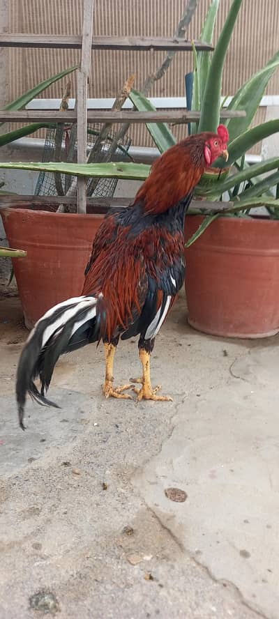 Aseel For Sale