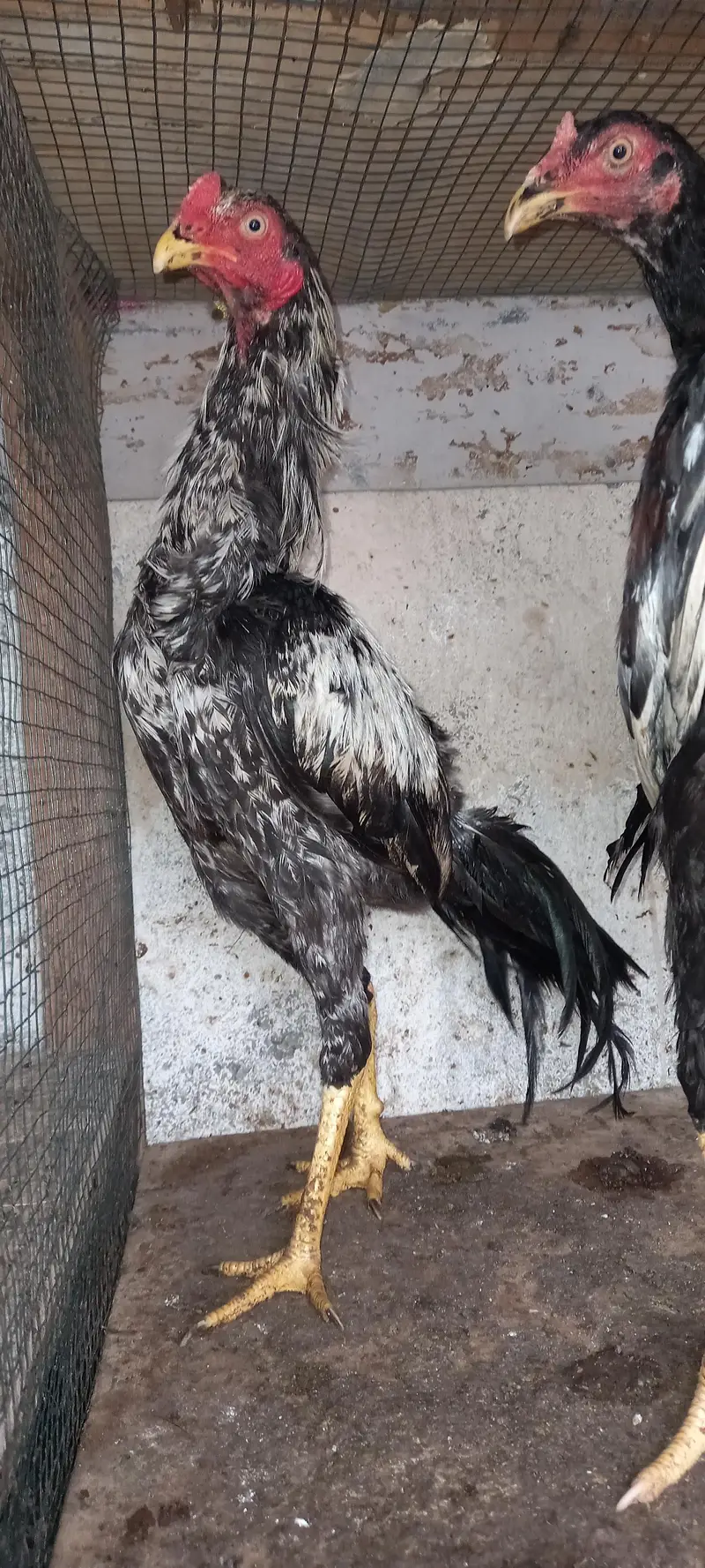 Aseel For Sale — photo 3