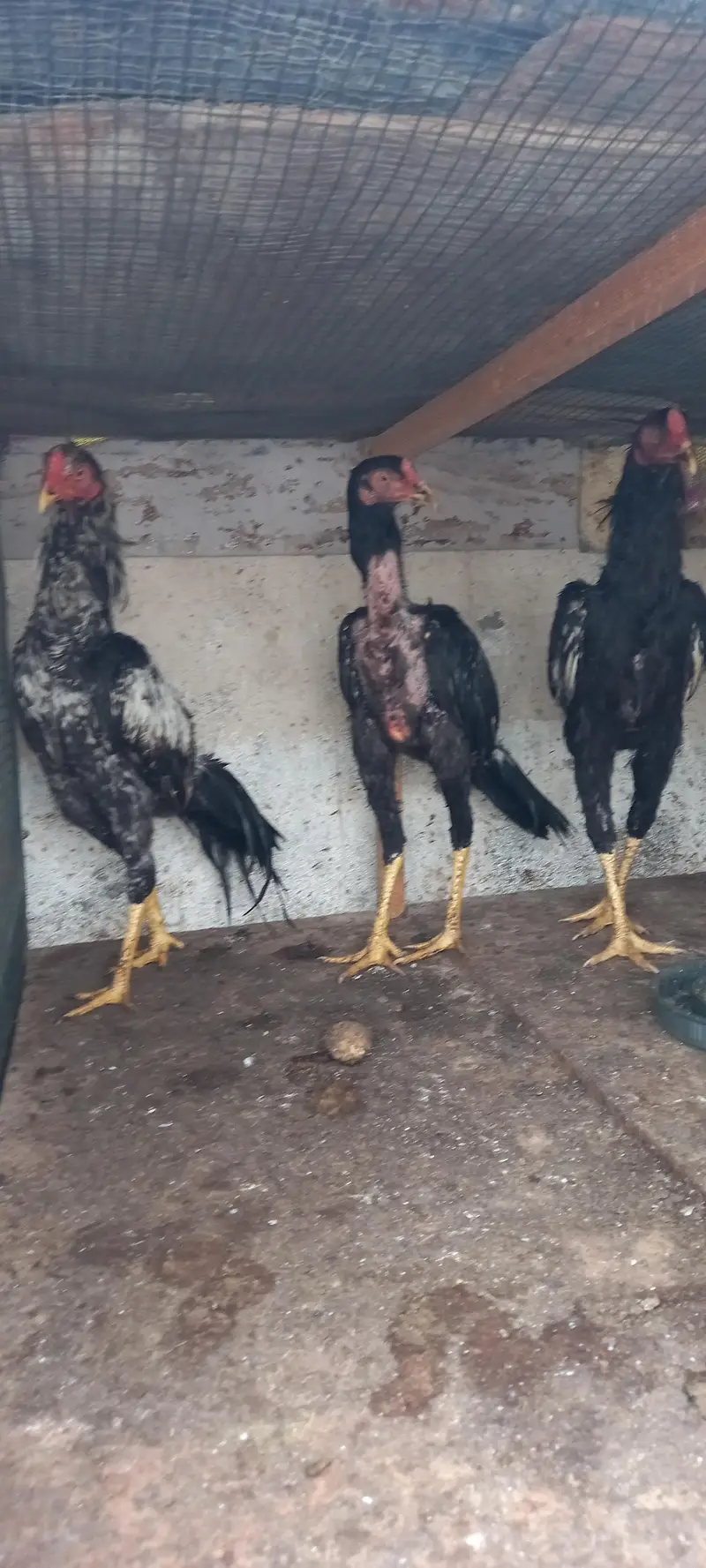 Aseel For Sale — photo 4