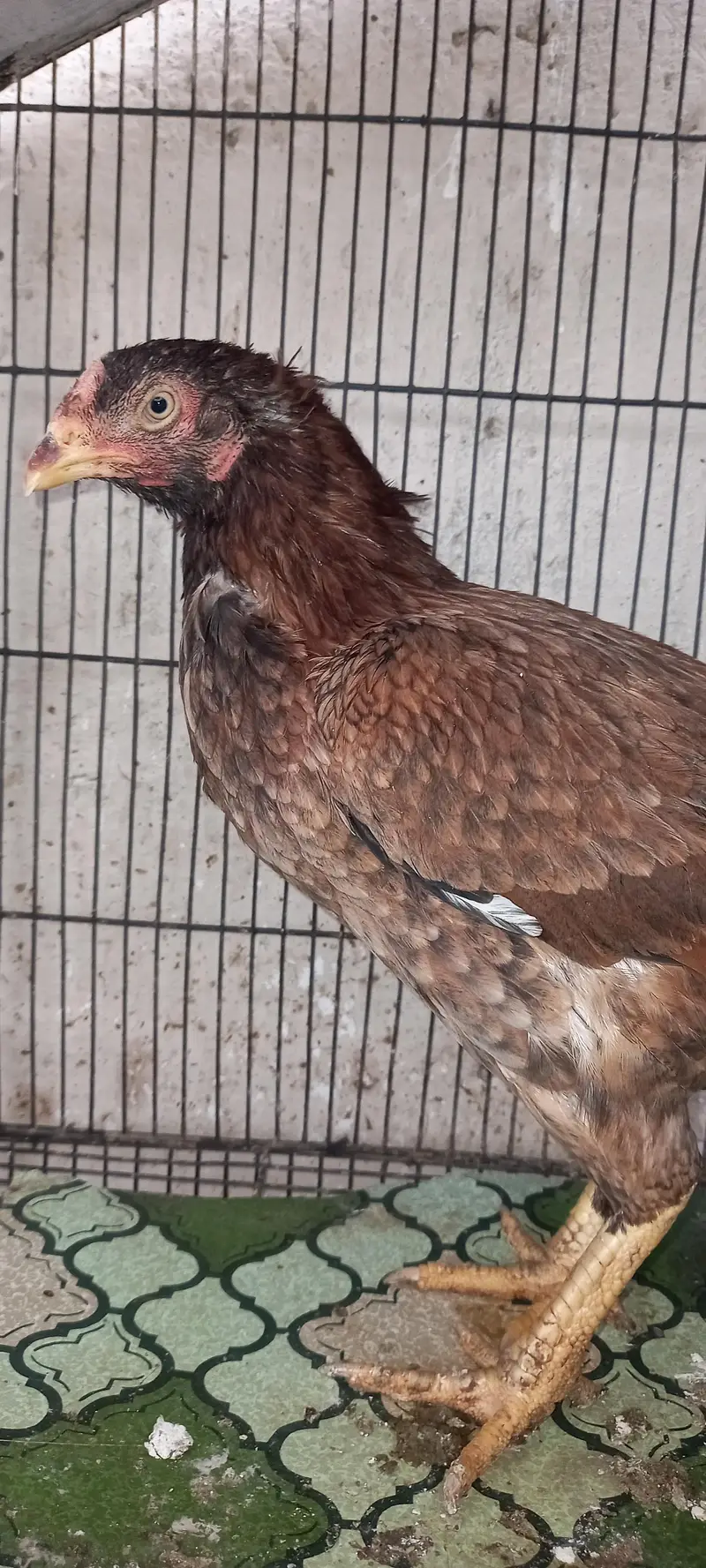 Aseel For Sale — photo 5