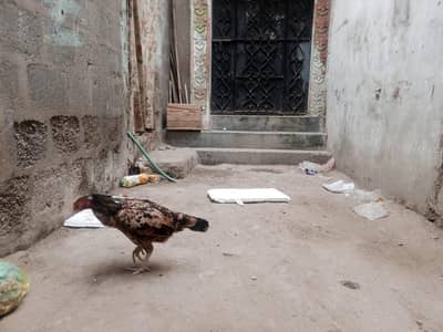 1 Aseel and 1 Dasi Murgi