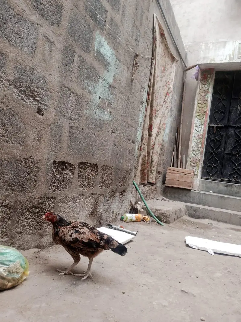 1 Aseel and 1 Dasi Murgi — photo 2