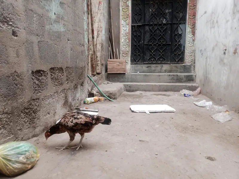 1 Aseel and 1 Dasi Murgi — photo 3