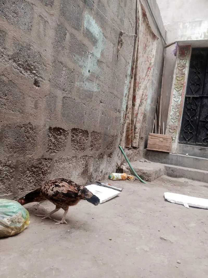 1 Aseel and 1 Dasi Murgi — photo 8