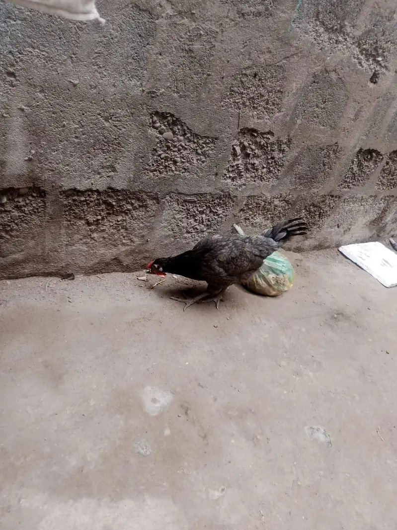 1 Aseel and 1 Dasi Murgi — photo 10