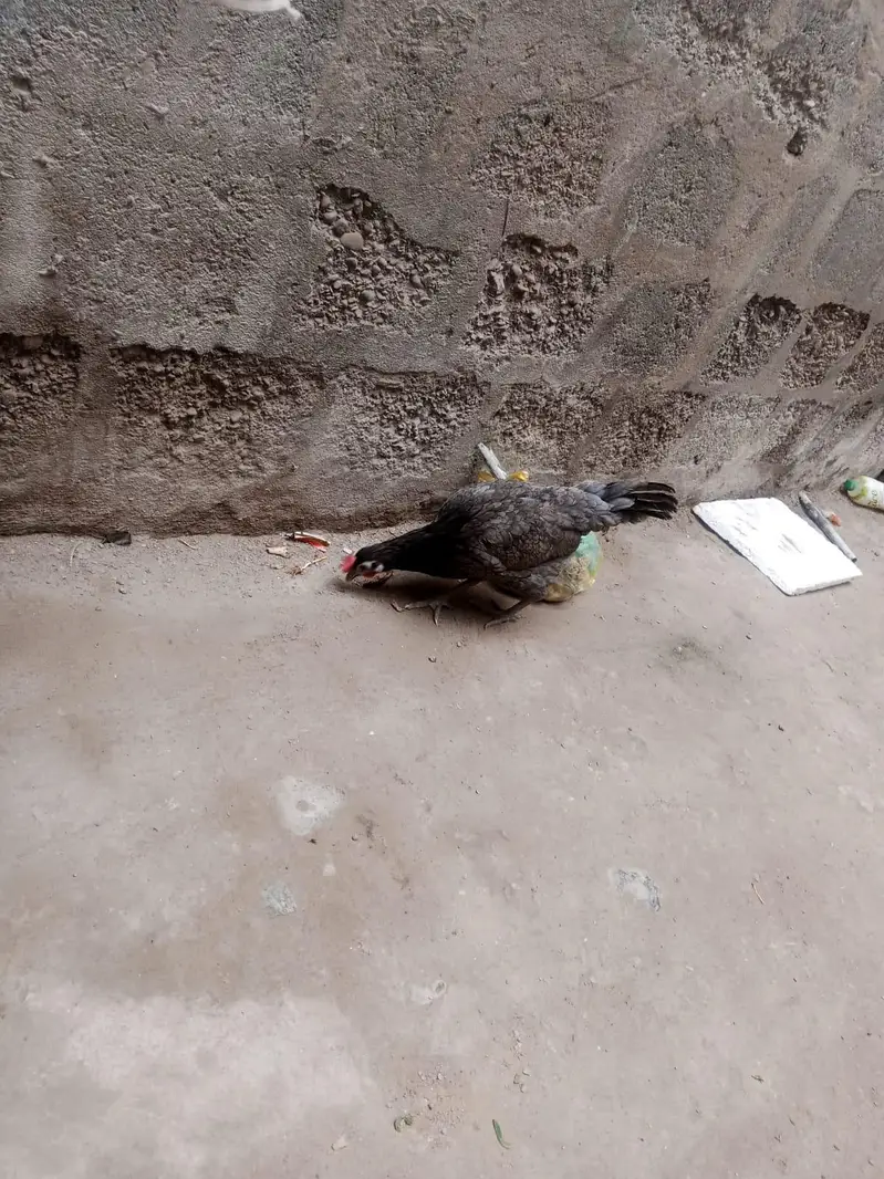 1 Aseel and 1 Dasi Murgi — photo 12