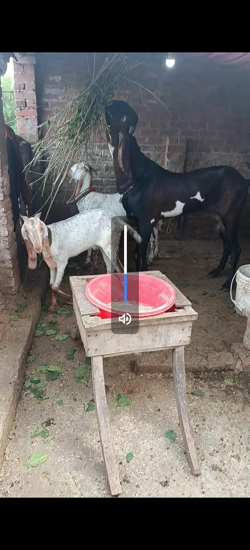 2 dant makhi chini path — photo 2