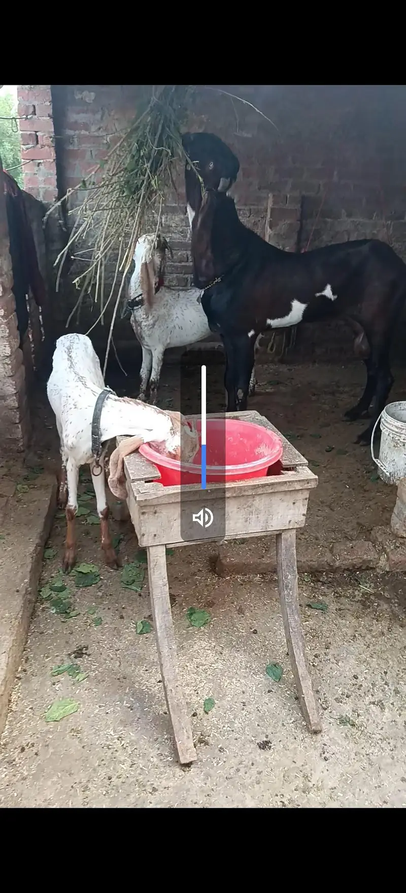 2 dant makhi chini path — photo 3