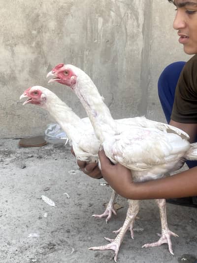 Pure Heera Aseel Pair Murgi 8 Month Age