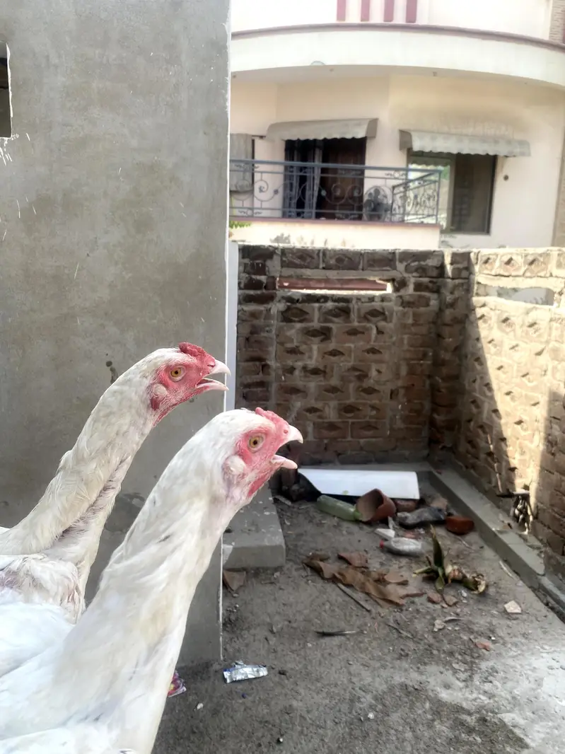 Pure Heera Aseel Pair Murgi 8 Month Age — photo 2