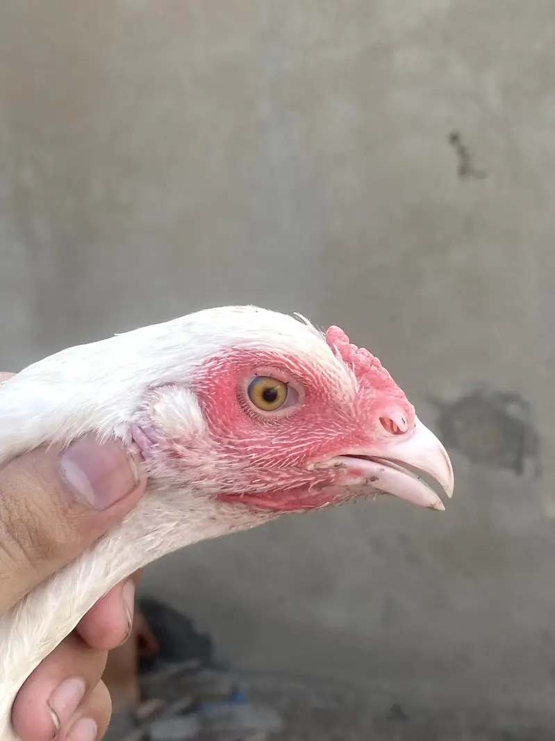 Pure Heera Aseel Pair Murgi 8 Month Age — photo 3