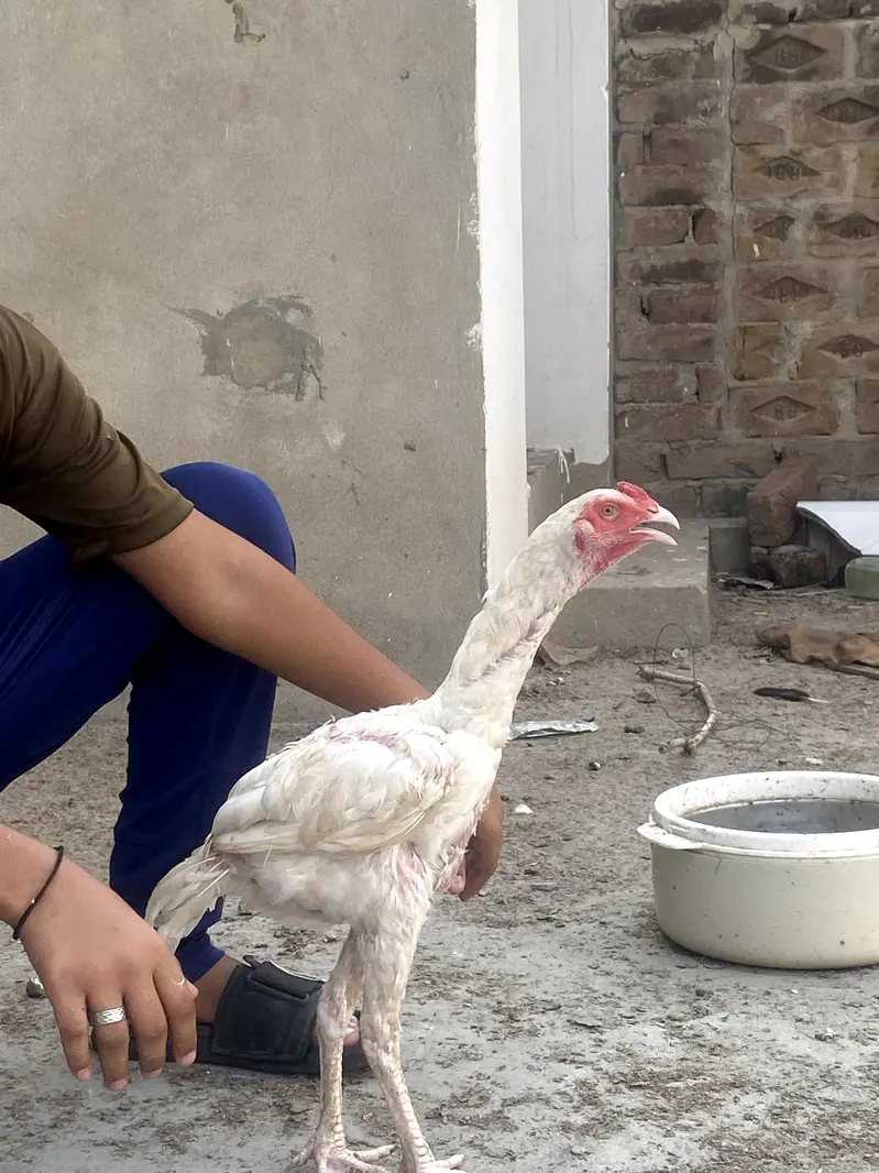 Pure Heera Aseel Pair Murgi 8 Month Age — photo 5