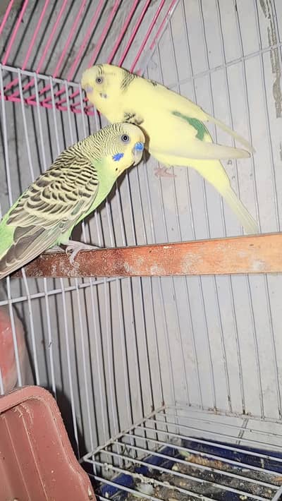 breeder pair for sale