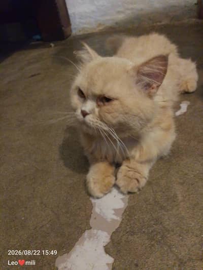 Tripple coat doll face male cat for sale