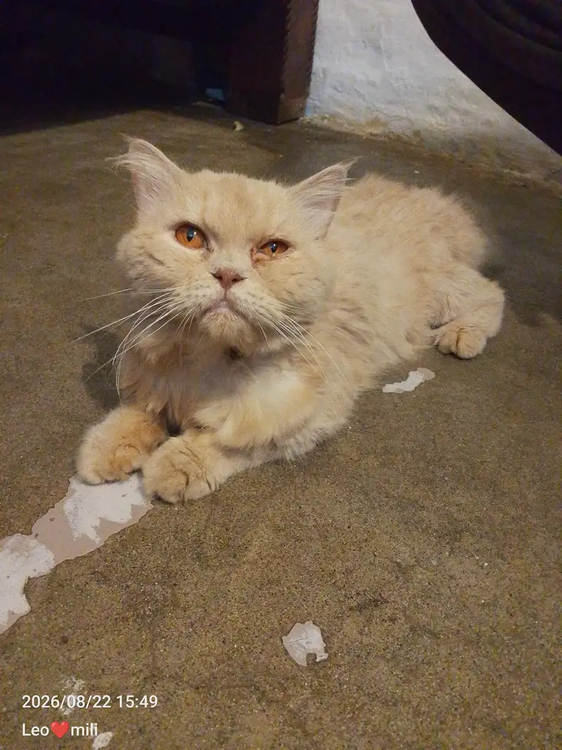 Tripple coat doll face male cat for sale — photo 2