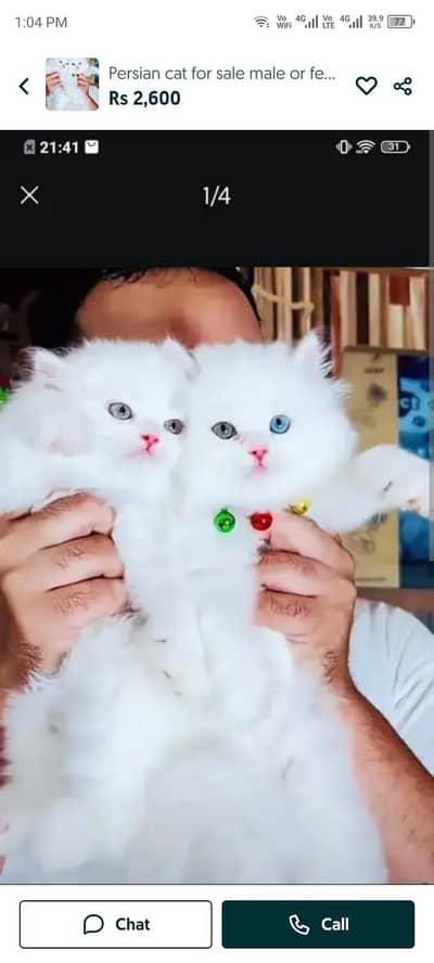 Persian cat for sale male or female32/08/17/53/94 my WhatsApp
