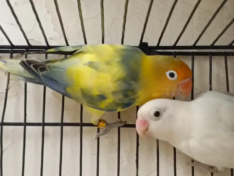 love birds pair — photo 2