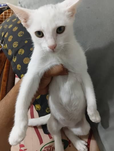 Beautiful Kitten