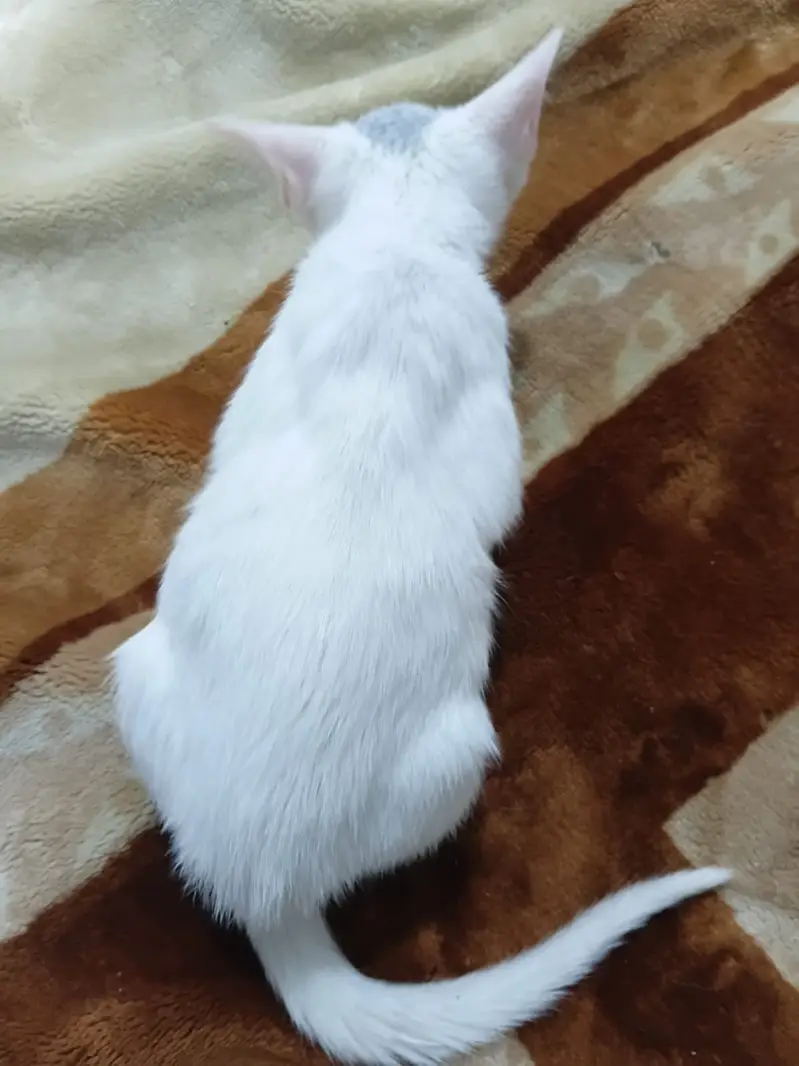 Beautiful Kitten — photo 2