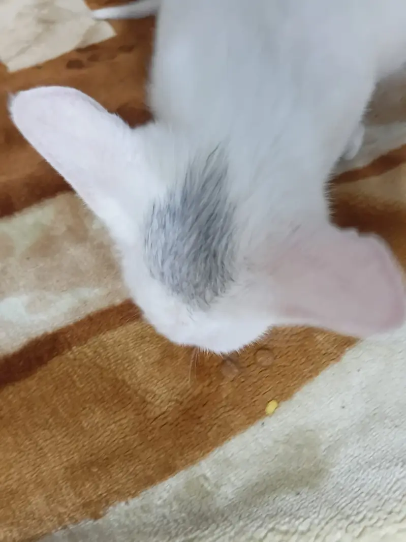Beautiful Kitten — photo 3