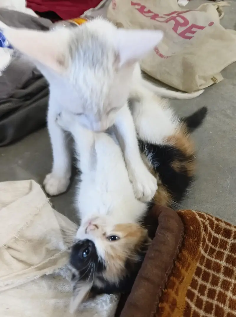 Beautiful Kitten — photo 4