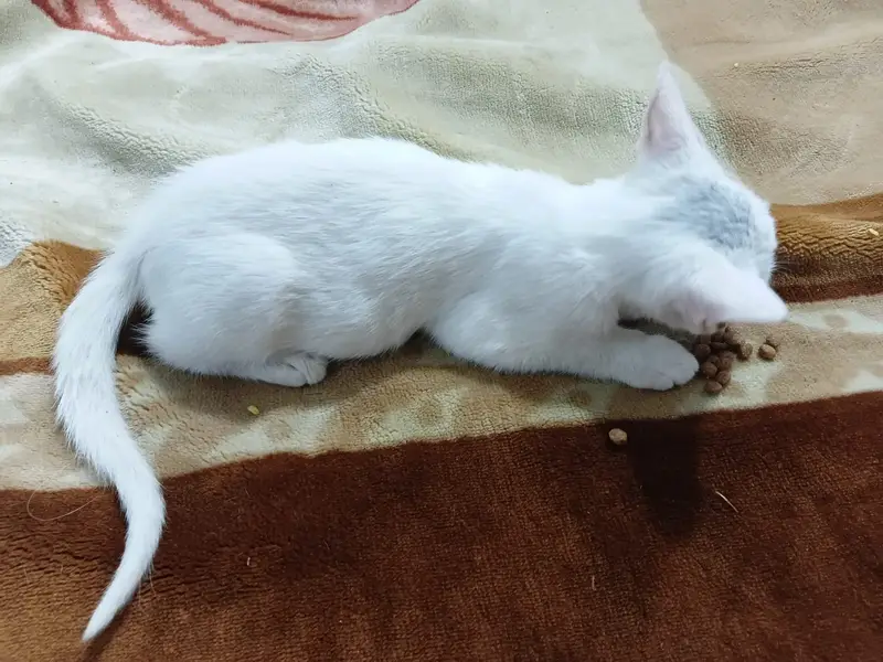 Beautiful Kitten — photo 5