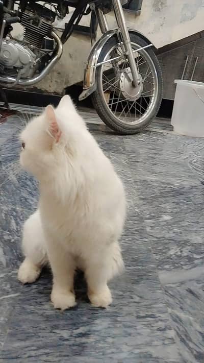 Punch Face Innocent Persian Cat for urgent sale