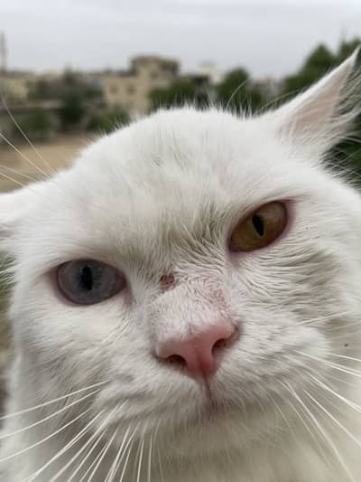 Eyes have different colors male turkish Angora