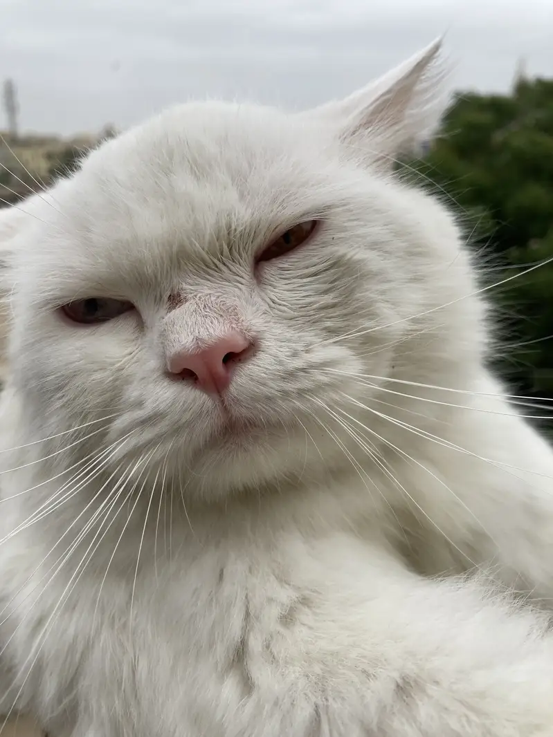 Eyes have different colors male turkish Angora — photo 2