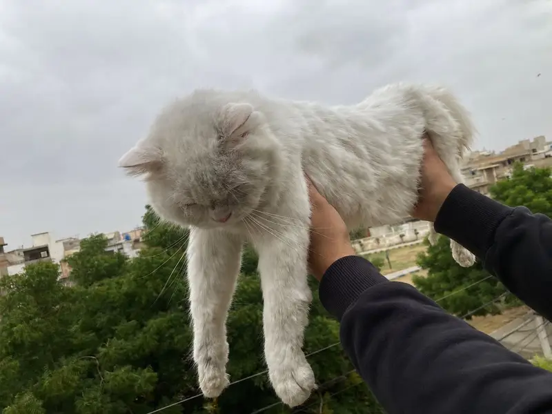 Eyes have different colors male turkish Angora — photo 3