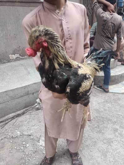 pure mianwalli breeder