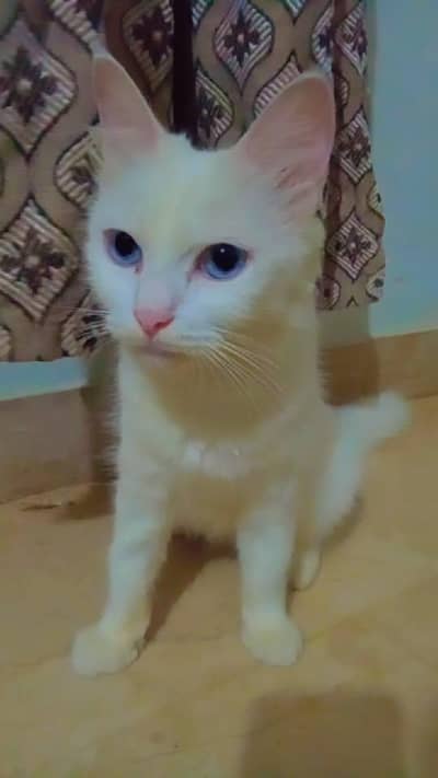 white colour Persian cat female with ocean blue eyes