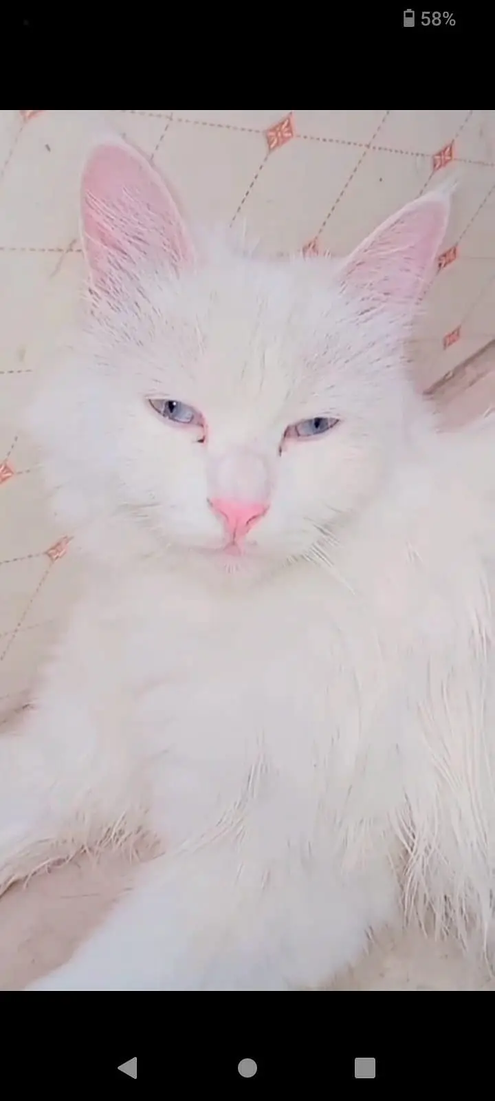 white colour Persian cat female with ocean blue eyes — photo 2
