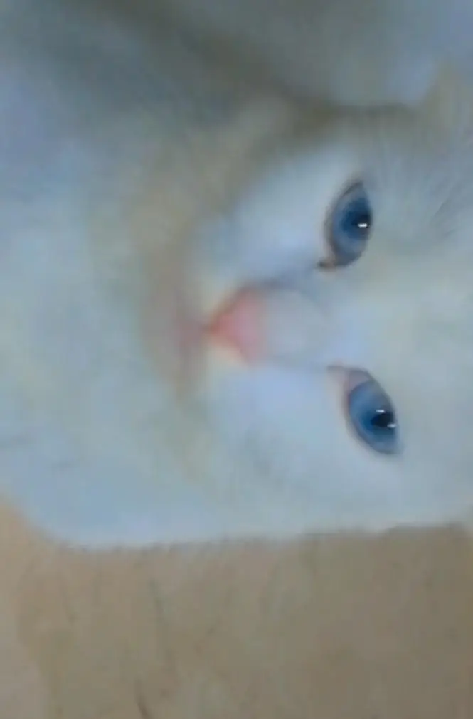 white colour Persian cat female with ocean blue eyes — photo 3