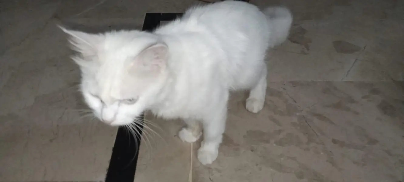 white colour Persian cat female with ocean blue eyes — photo 5