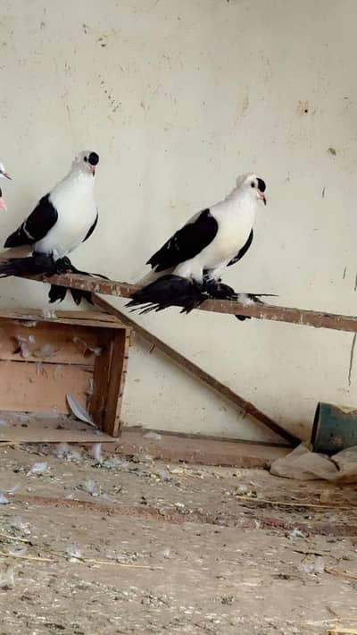 Breeder pair  WhatsApp contact 03114095655