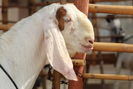 Bakra/Rajanpori abluck bakra for sale