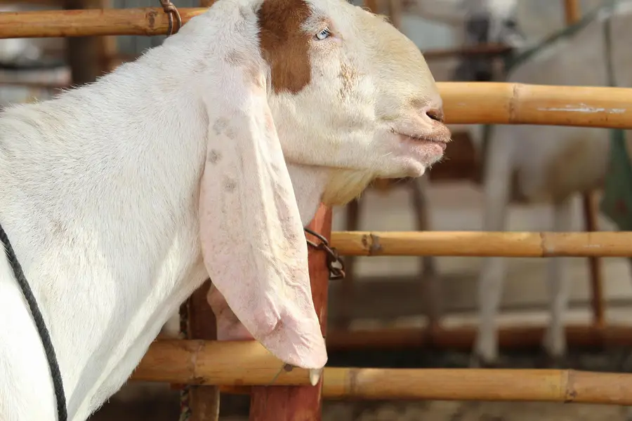 Bakra/Rajanpori abluck bakra for sale — photo 2