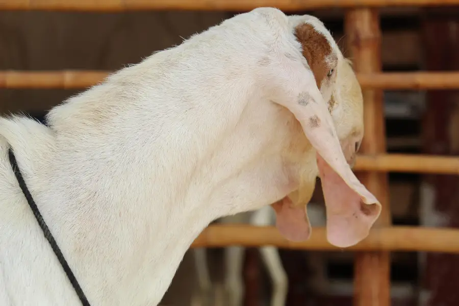 Bakra/Rajanpori abluck bakra for sale — photo 3