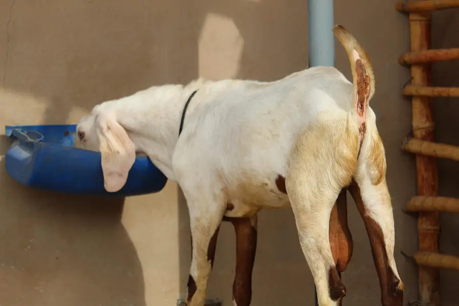 Bakra/Rajanpori abluck bakra for sale — photo 4
