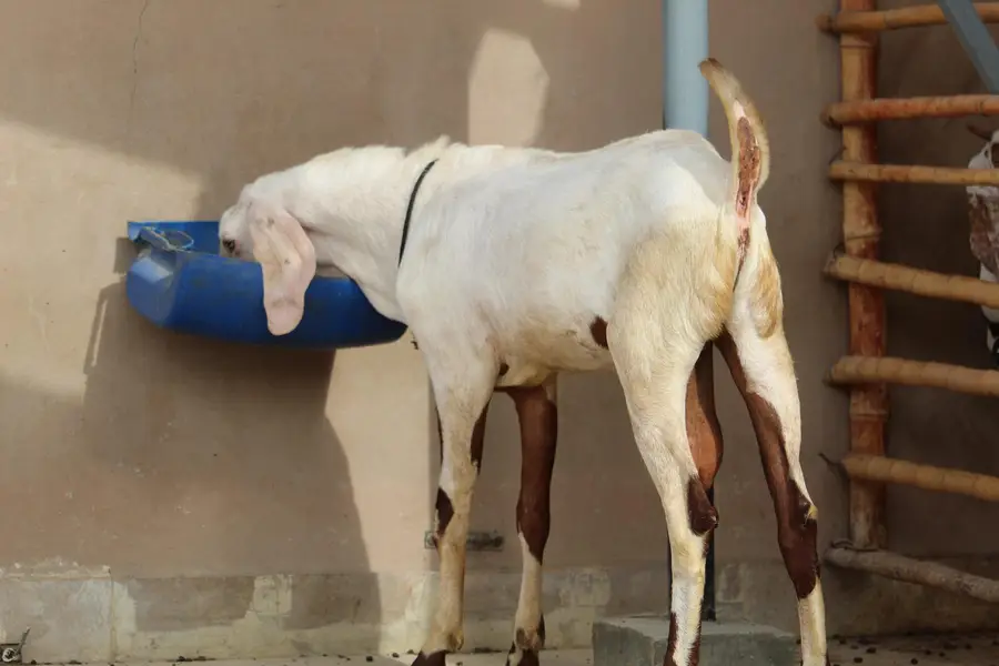 Bakra/Rajanpori abluck bakra for sale — photo 5