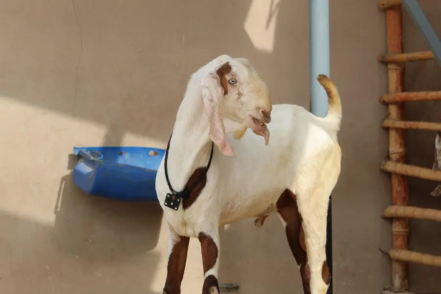 Bakra/Rajanpori abluck bakra for sale — photo 6