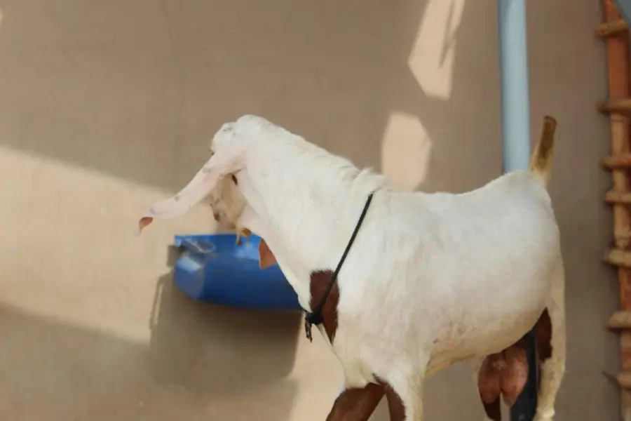 Bakra/Rajanpori abluck bakra for sale — photo 7